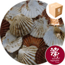 Sea Shells - Scallop Cups and Flats